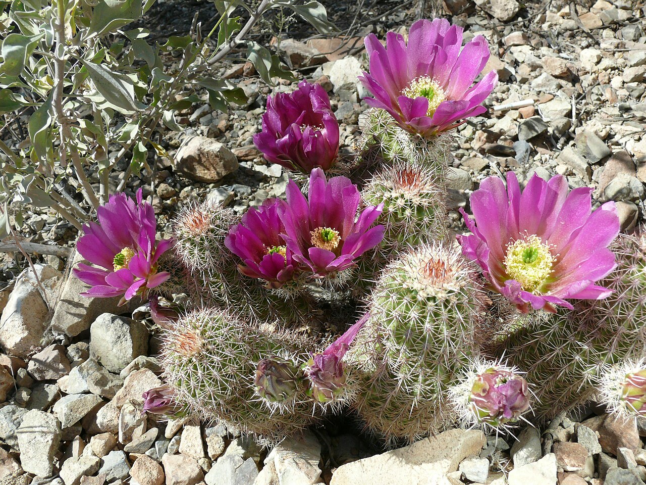 Echinocereus bonkerae