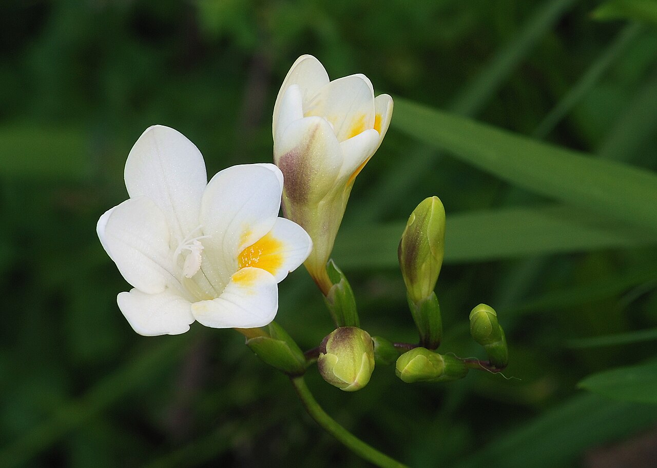 Freesia leichtlinii