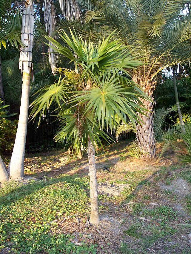 Coccothrinax elegans