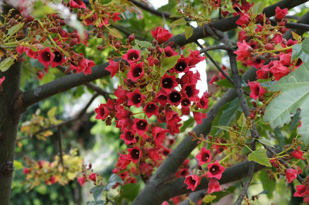 Brachychiton vinicolor