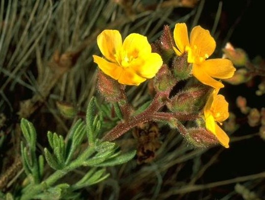 Helianthemum greenei