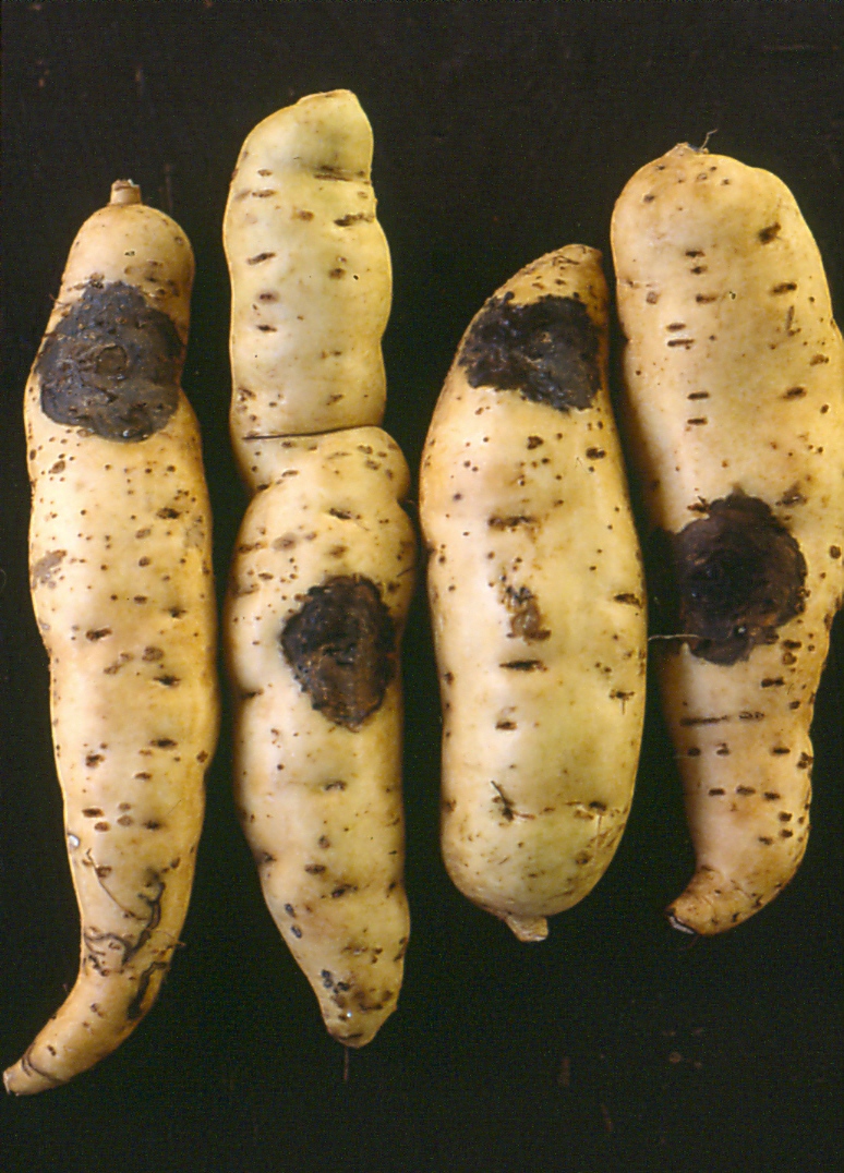 Ceratocystis fimbriata