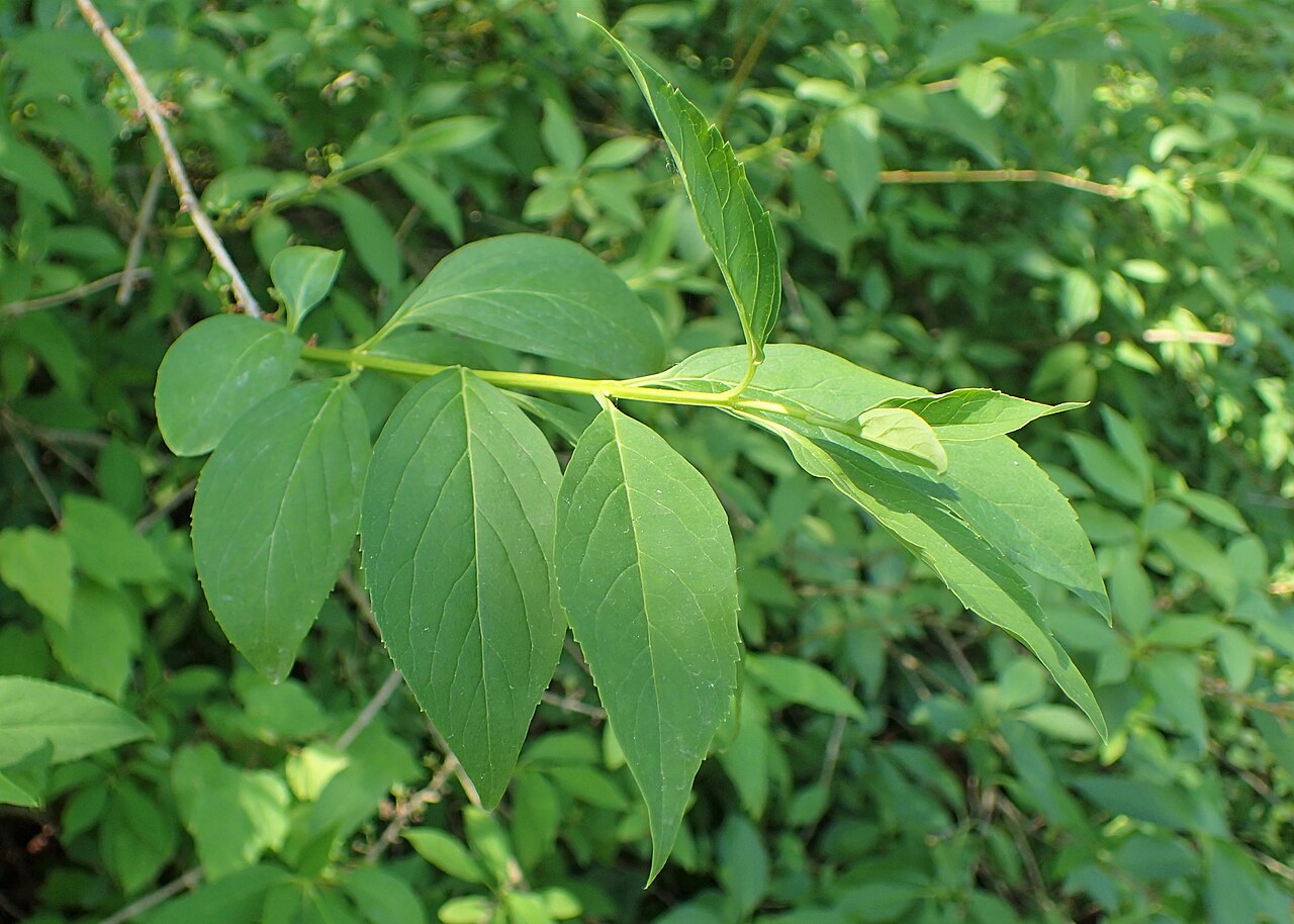 Albanian forsythia or European forsythia