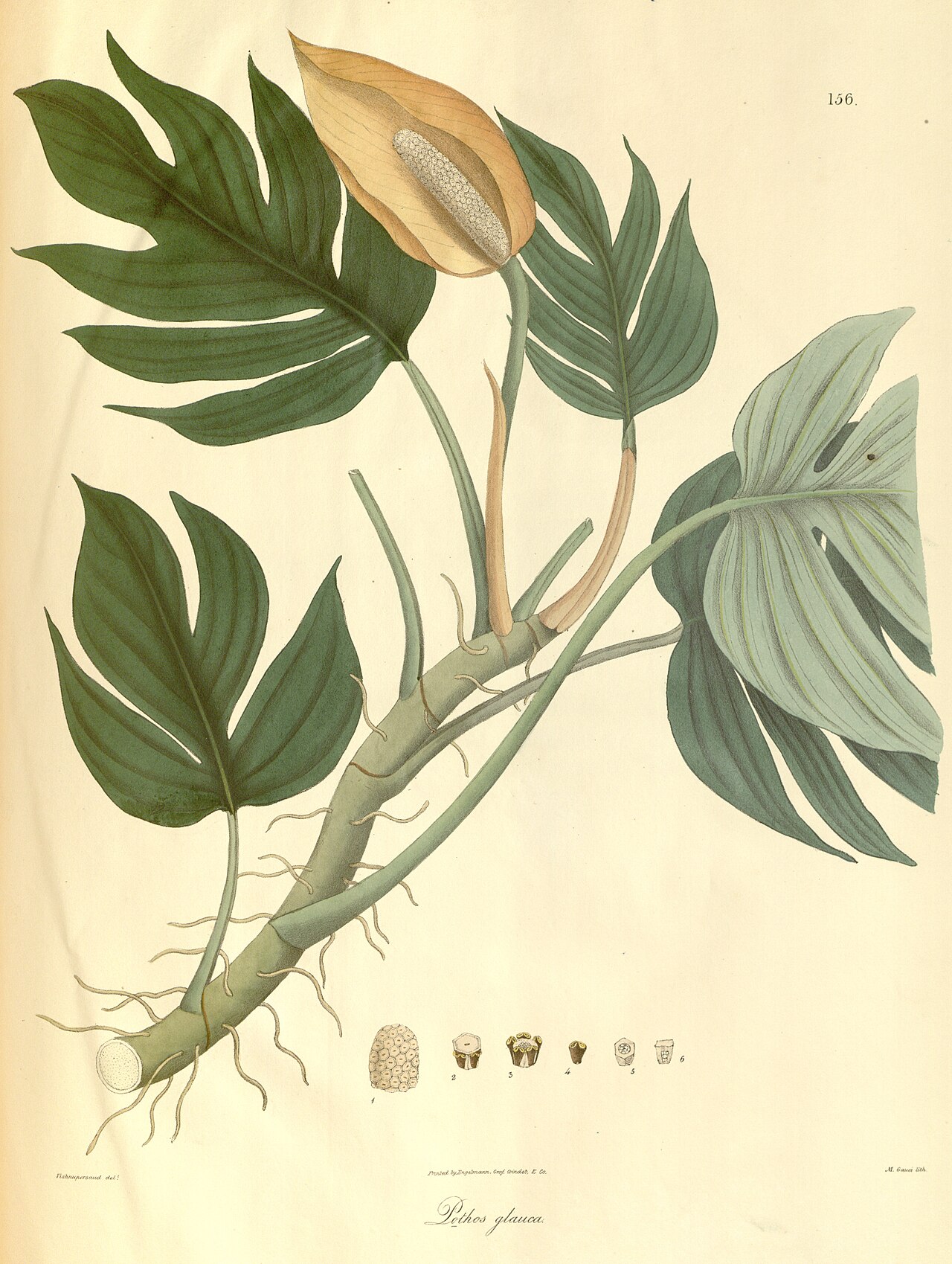 Rhaphidophora glauca
