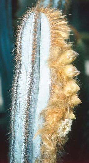 Pilosocereus rosae