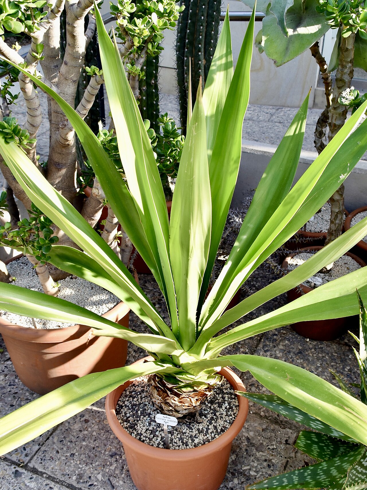 Furcraea undulata