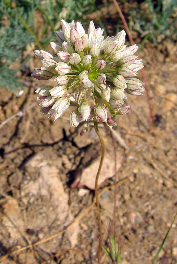 Allium munzii