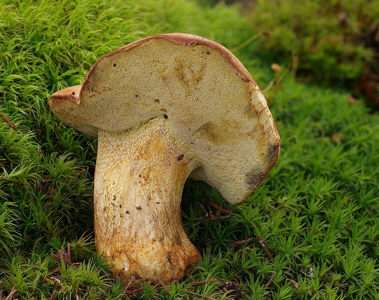 Butyriboletus subappendiculatus