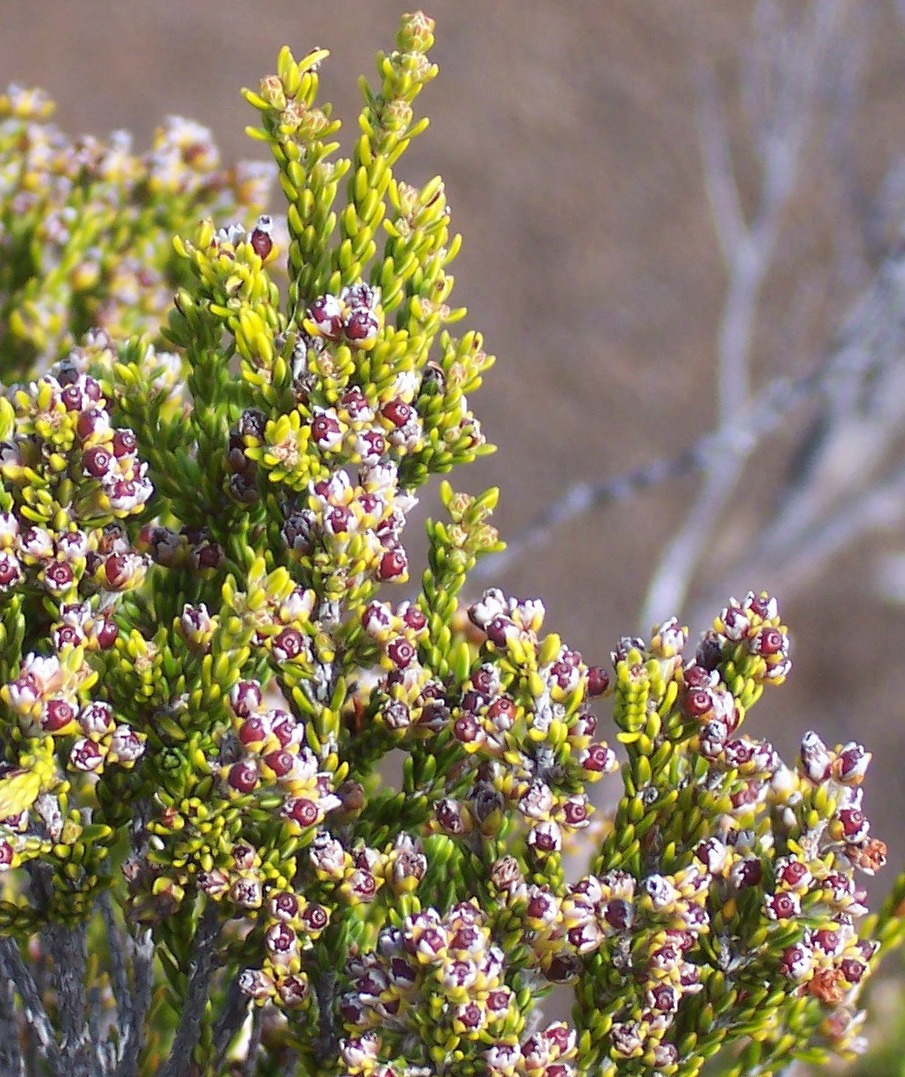 Erica reunionensis