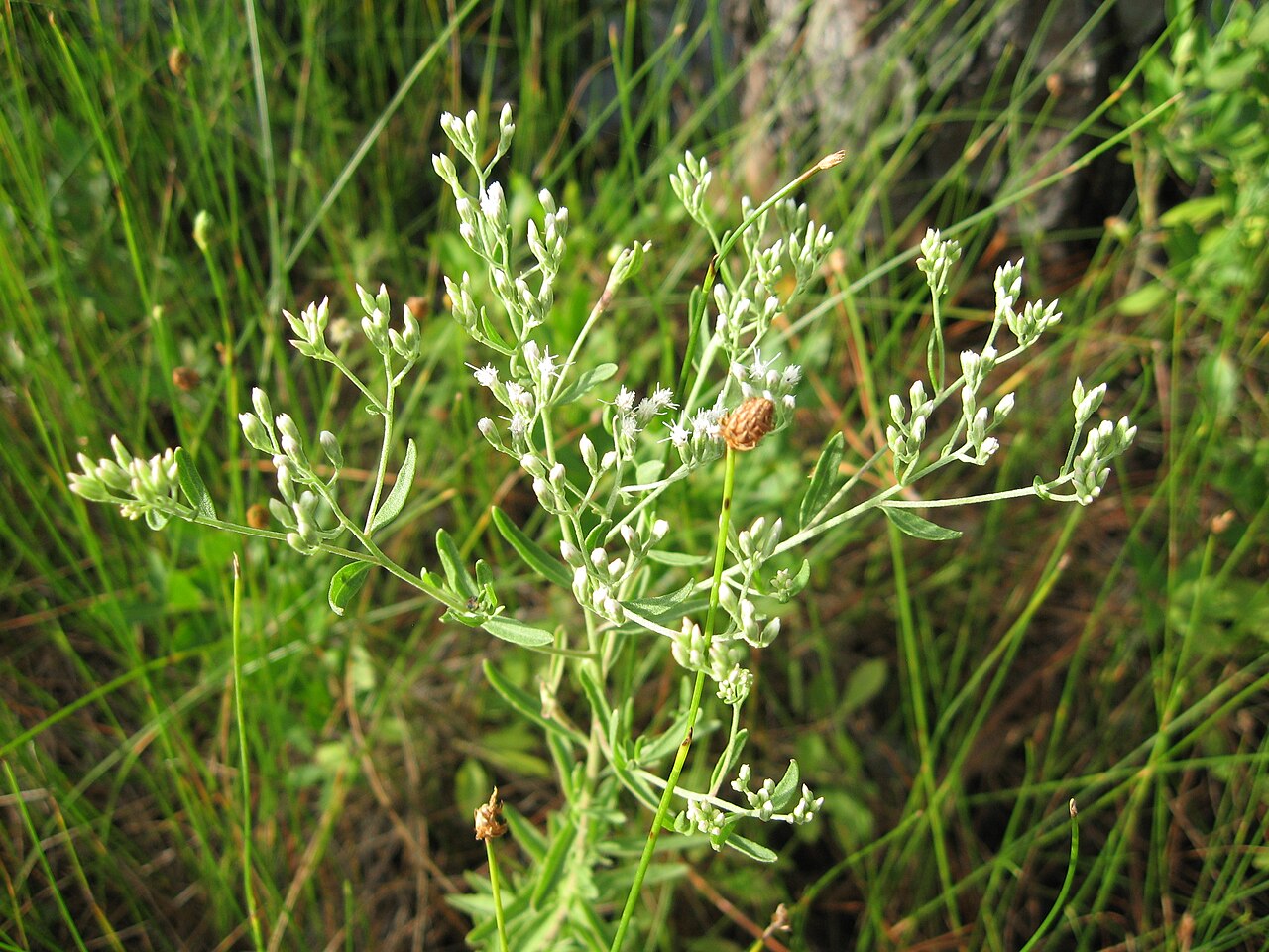 Eupatorium mohrii