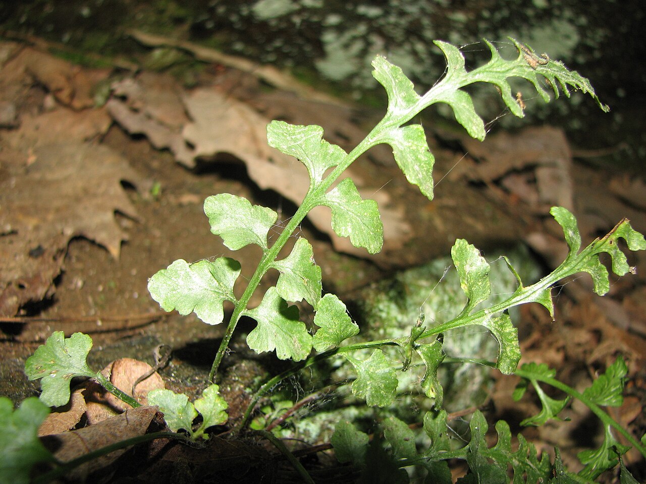Asplenium ×trudellii