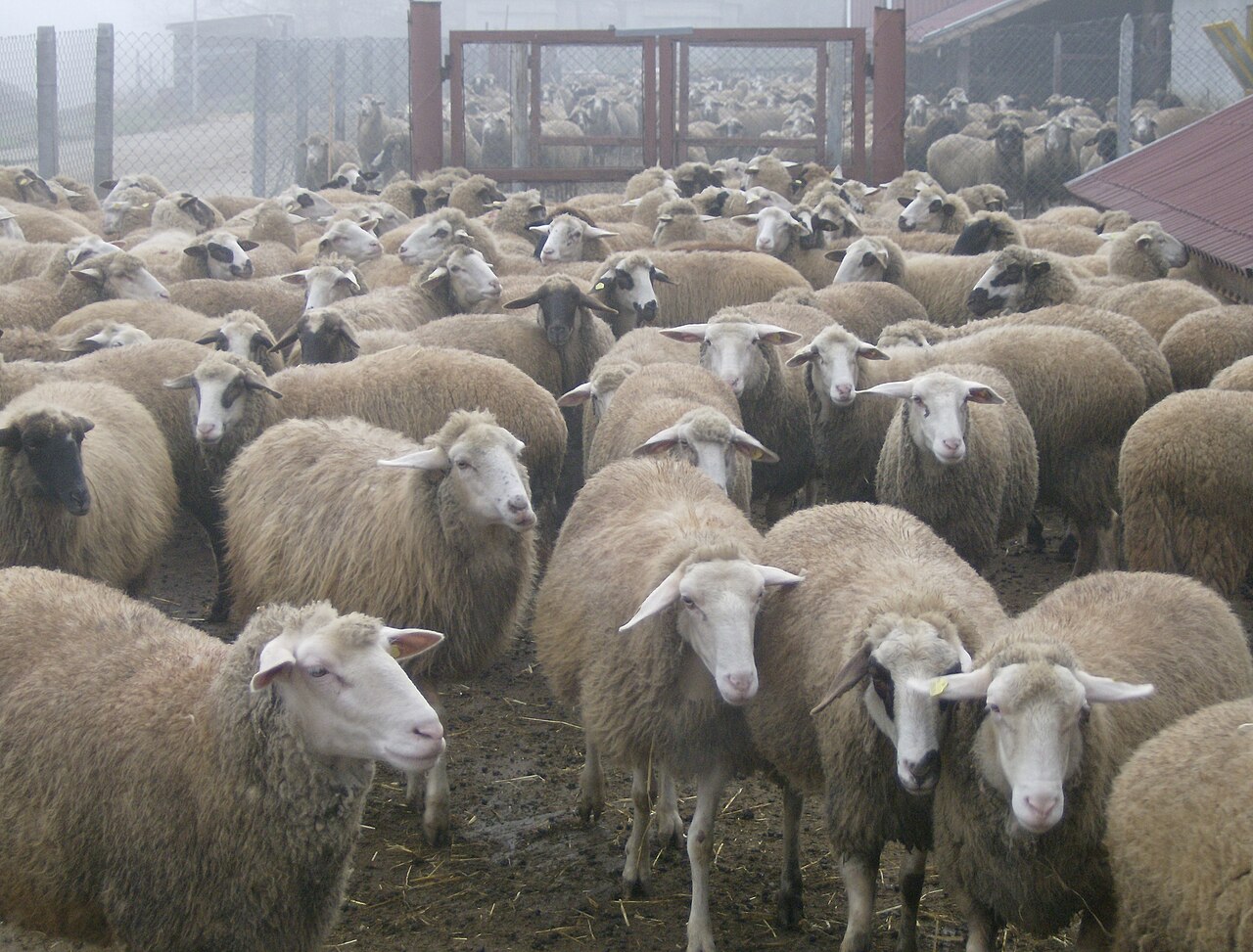 Synthetic Population Bulgarian Milky Sheep