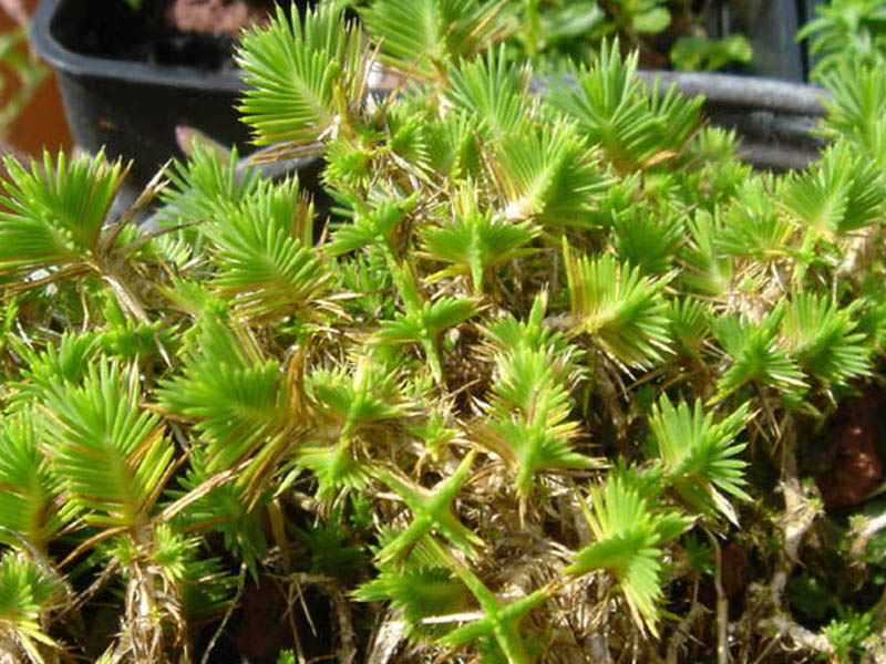 Eremogone acerosa