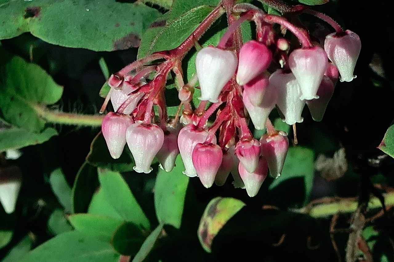 Arctostaphylos pajaroensis