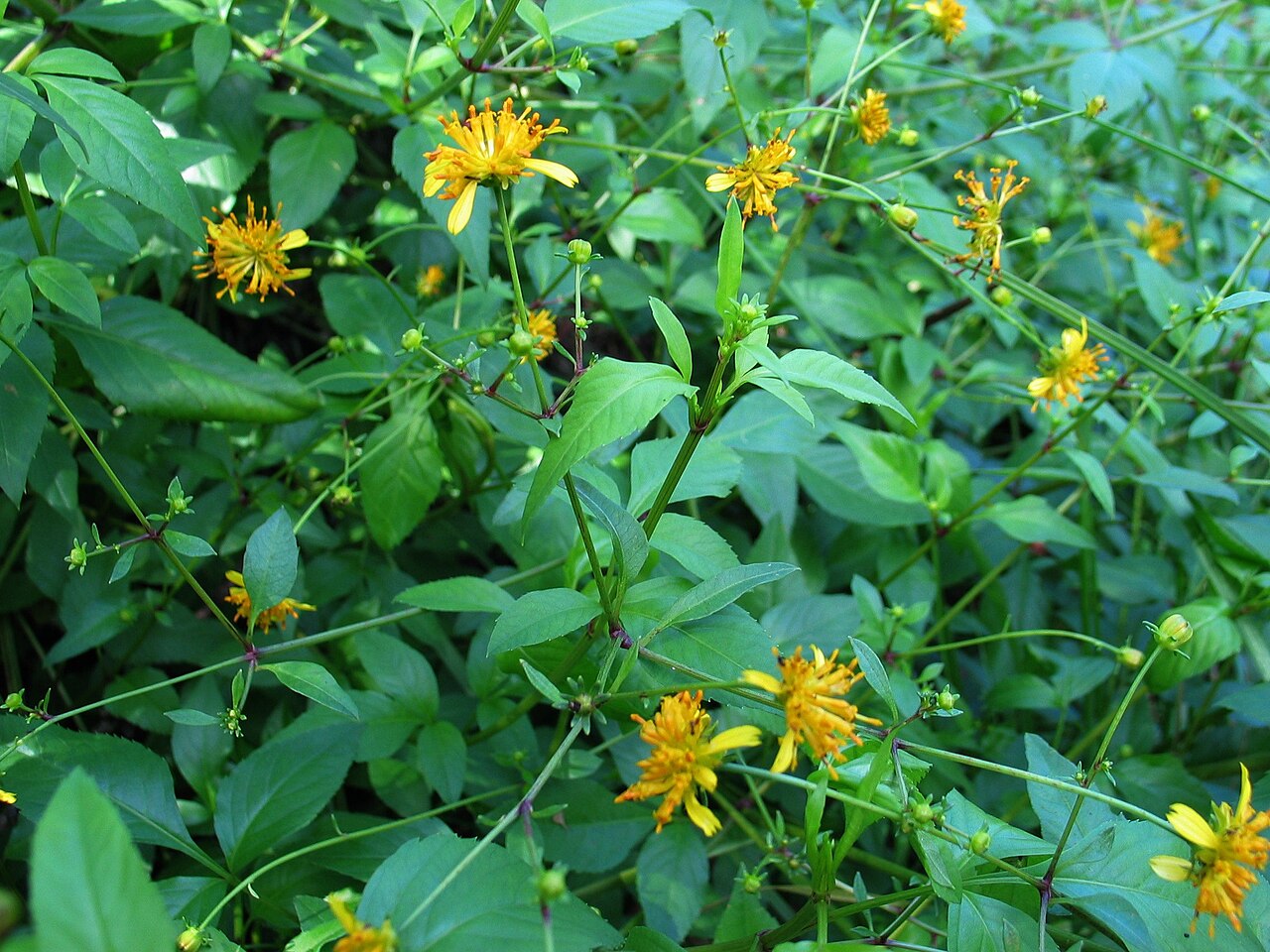 Bidens campylotheca