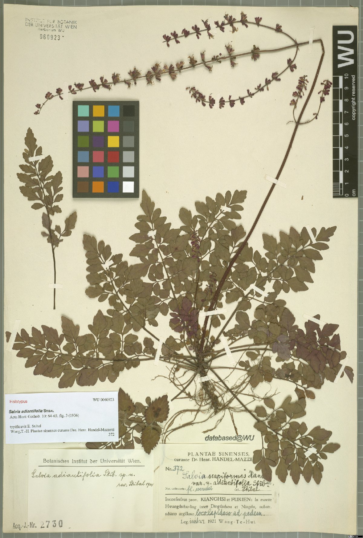 Salvia adiantifolia