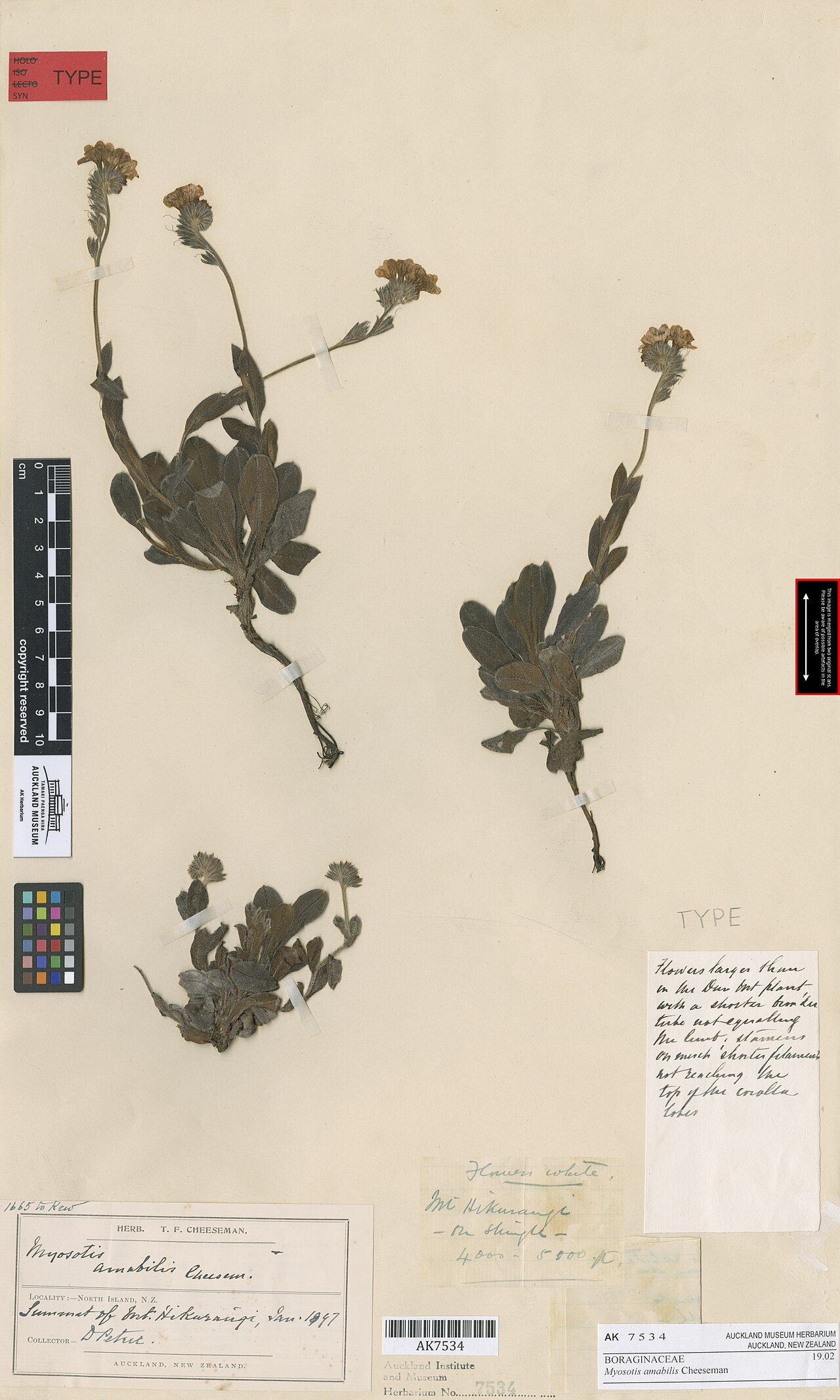 Myosotis amabilis