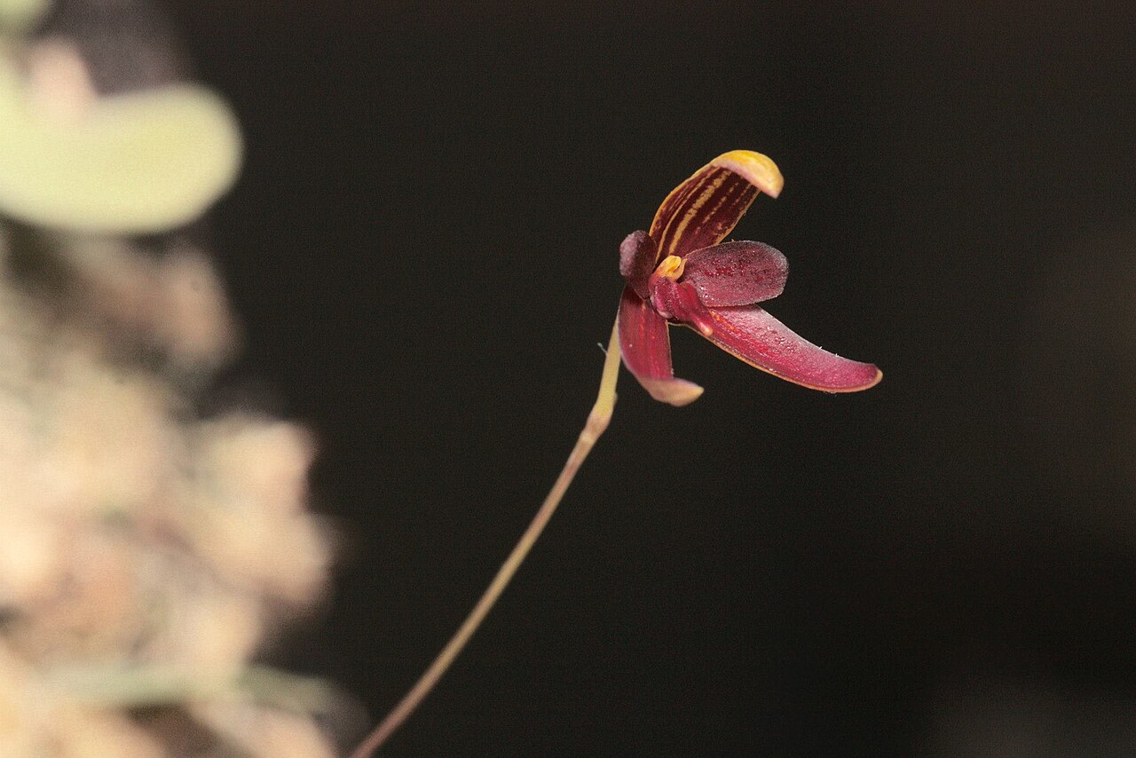 Bulbophyllum elassoglossum