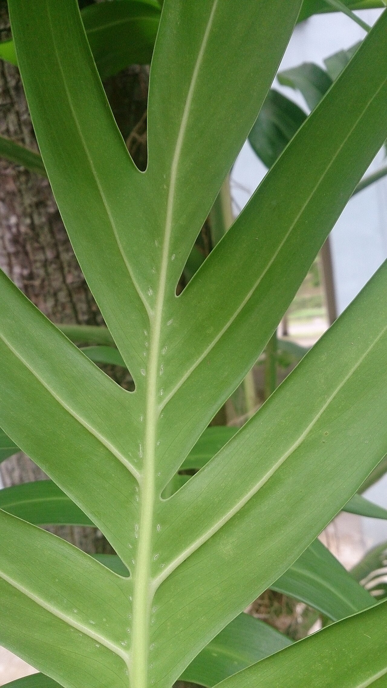Epipremnum pinnatum
