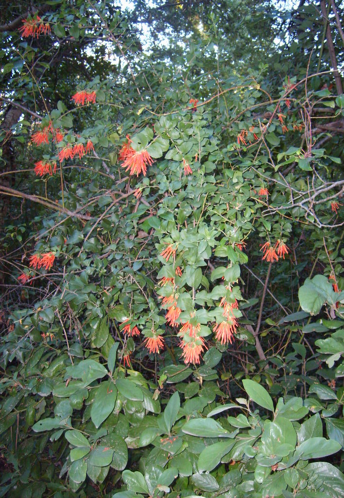 Tristerix corymbosus