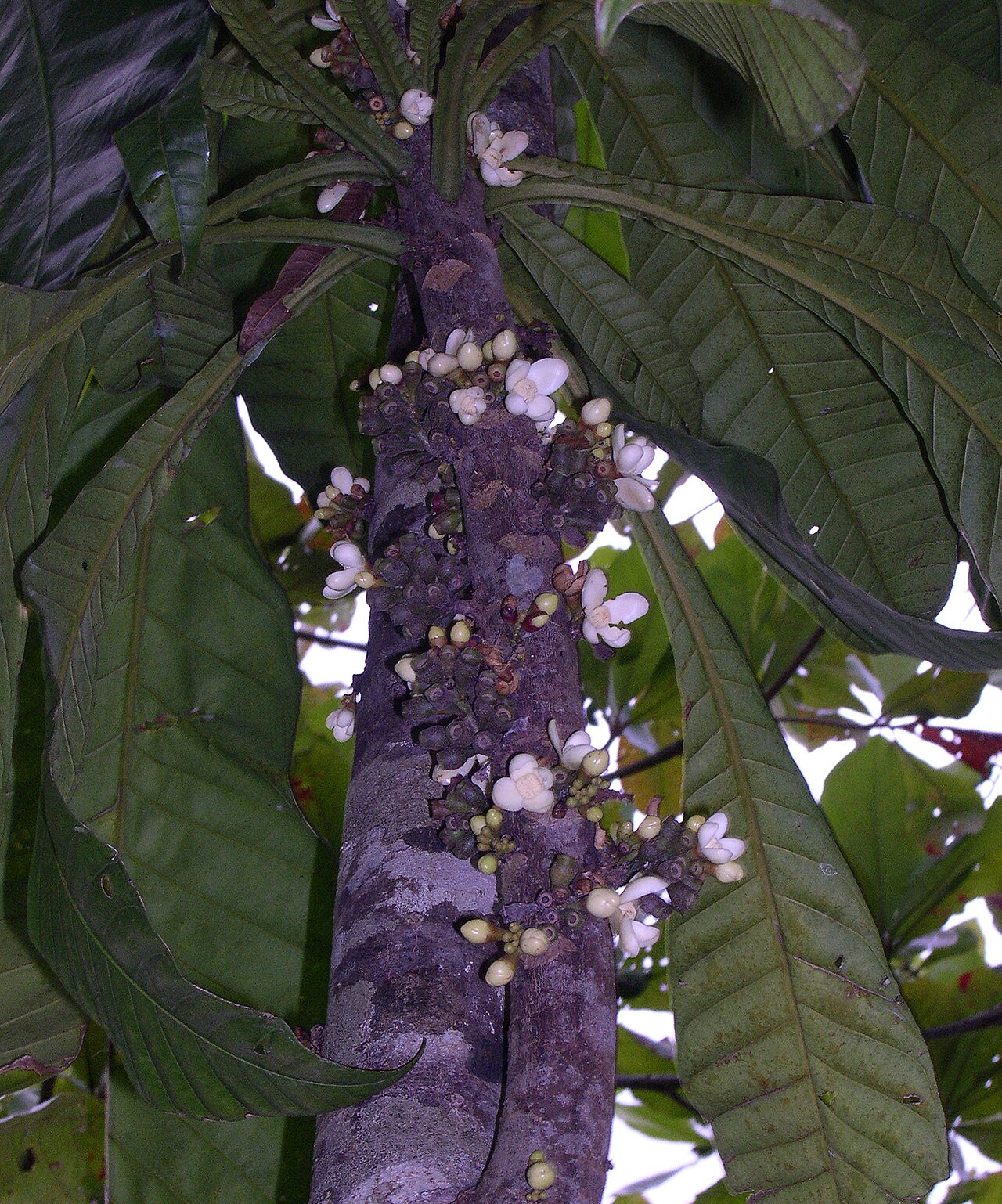 Grias cauliflora