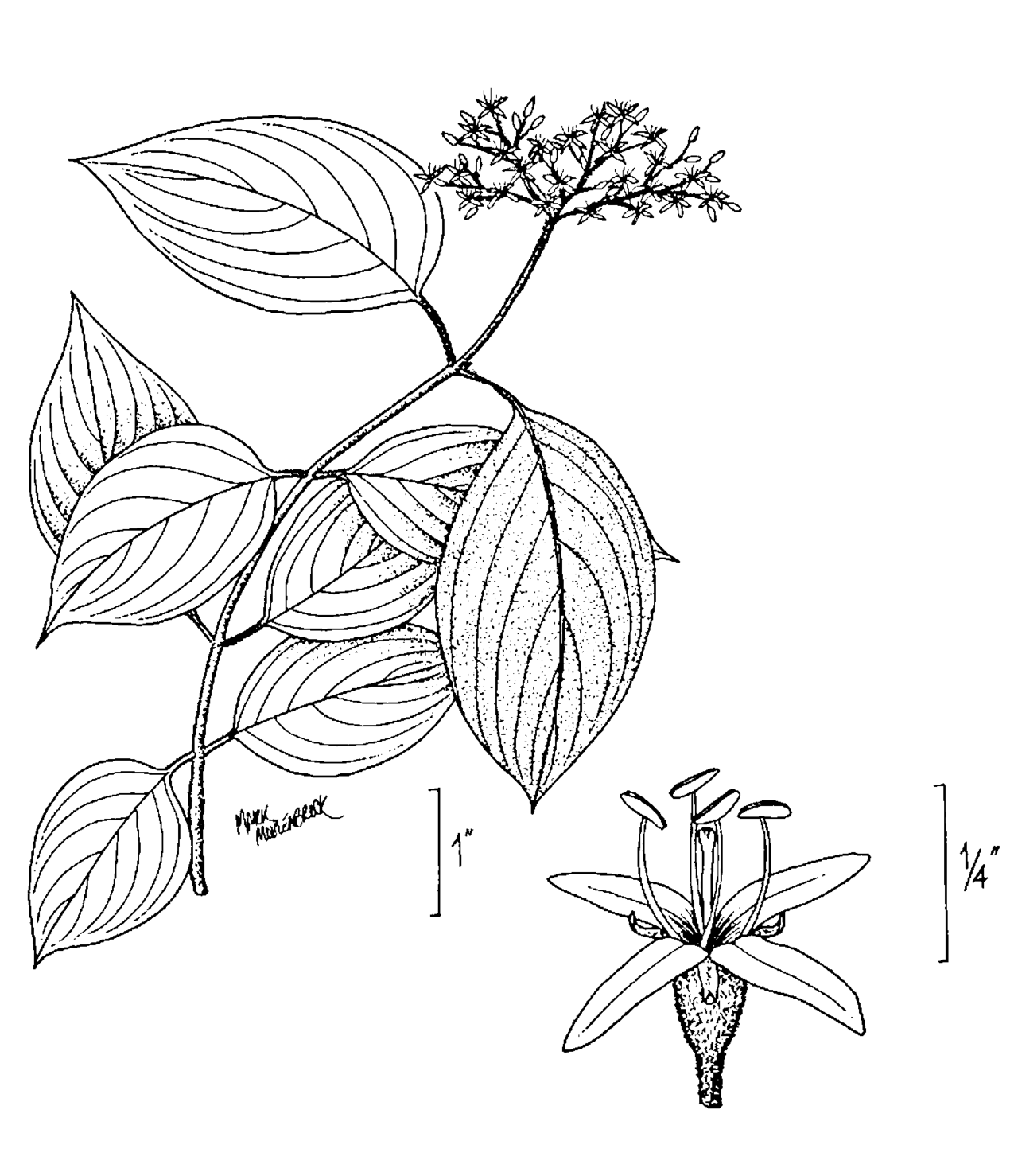Cornus amomum