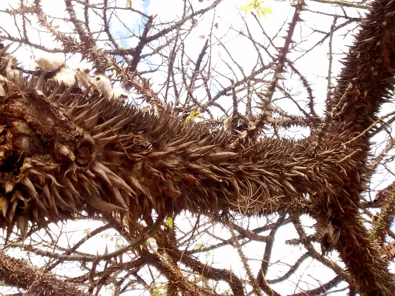 Ceiba erianthos