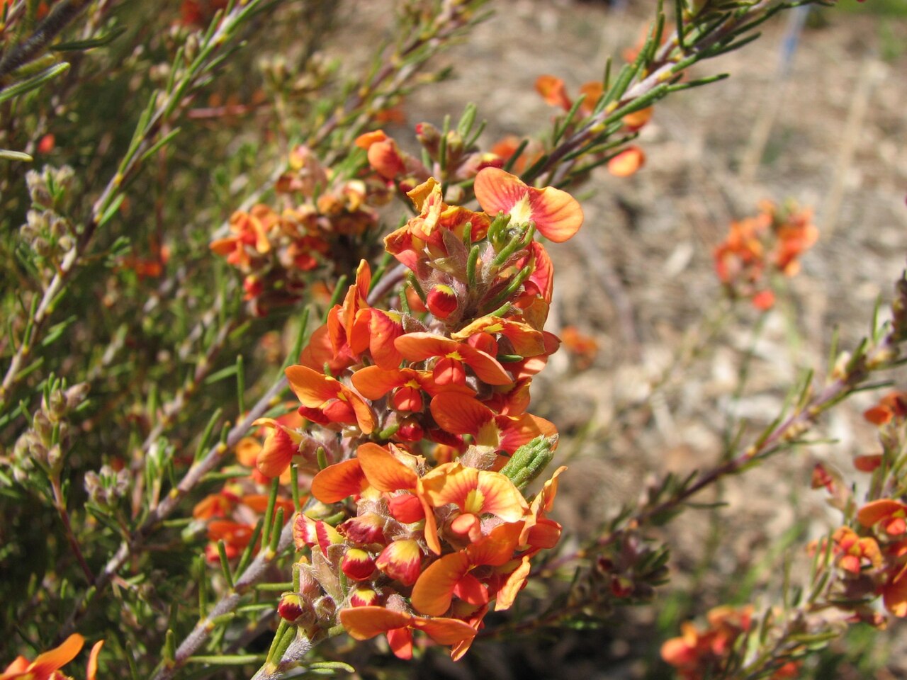 Dillwynia cinerascens