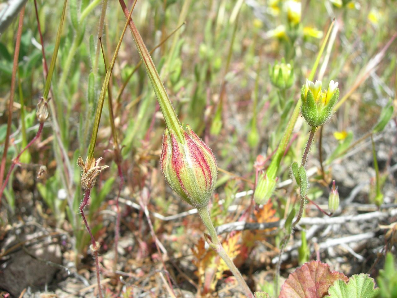 Erodium macrophyllum