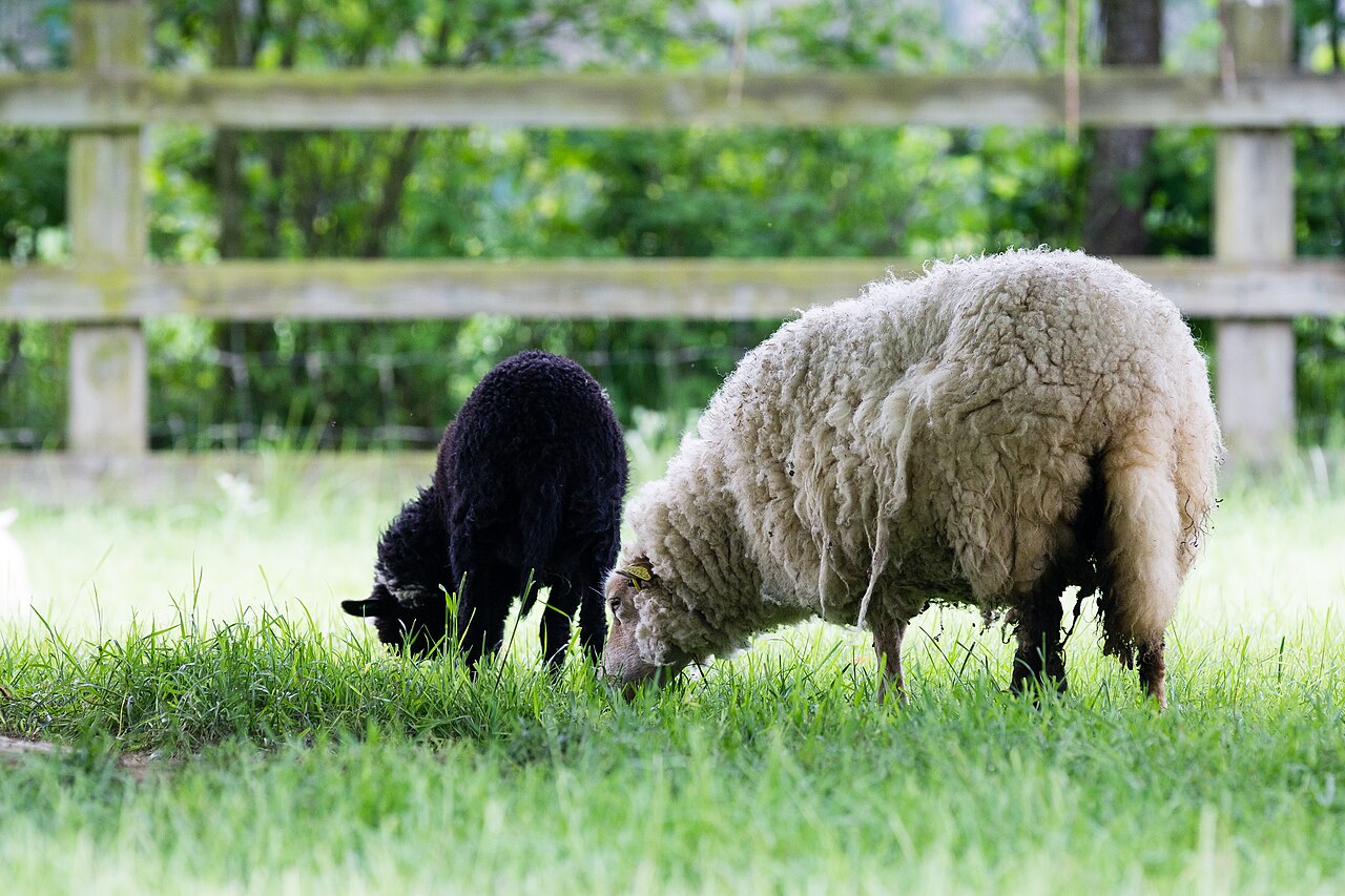 Landes de Bretagne sheep