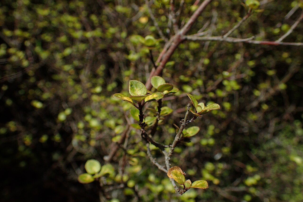 Coprosma tenuicaulis