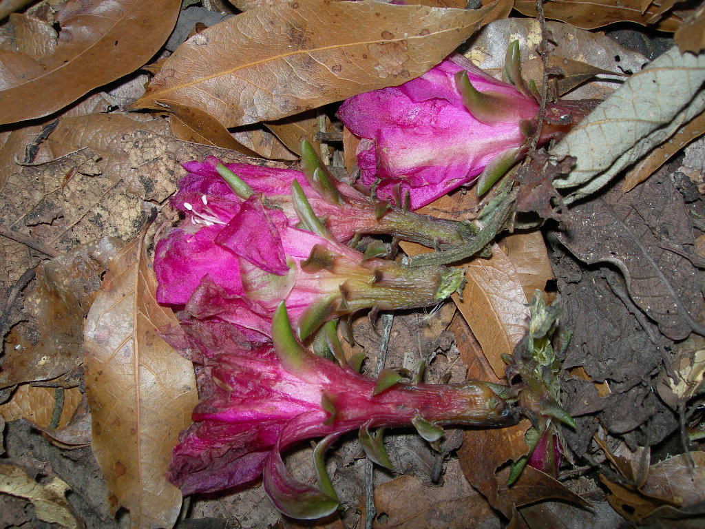 Disocactus macdougallii