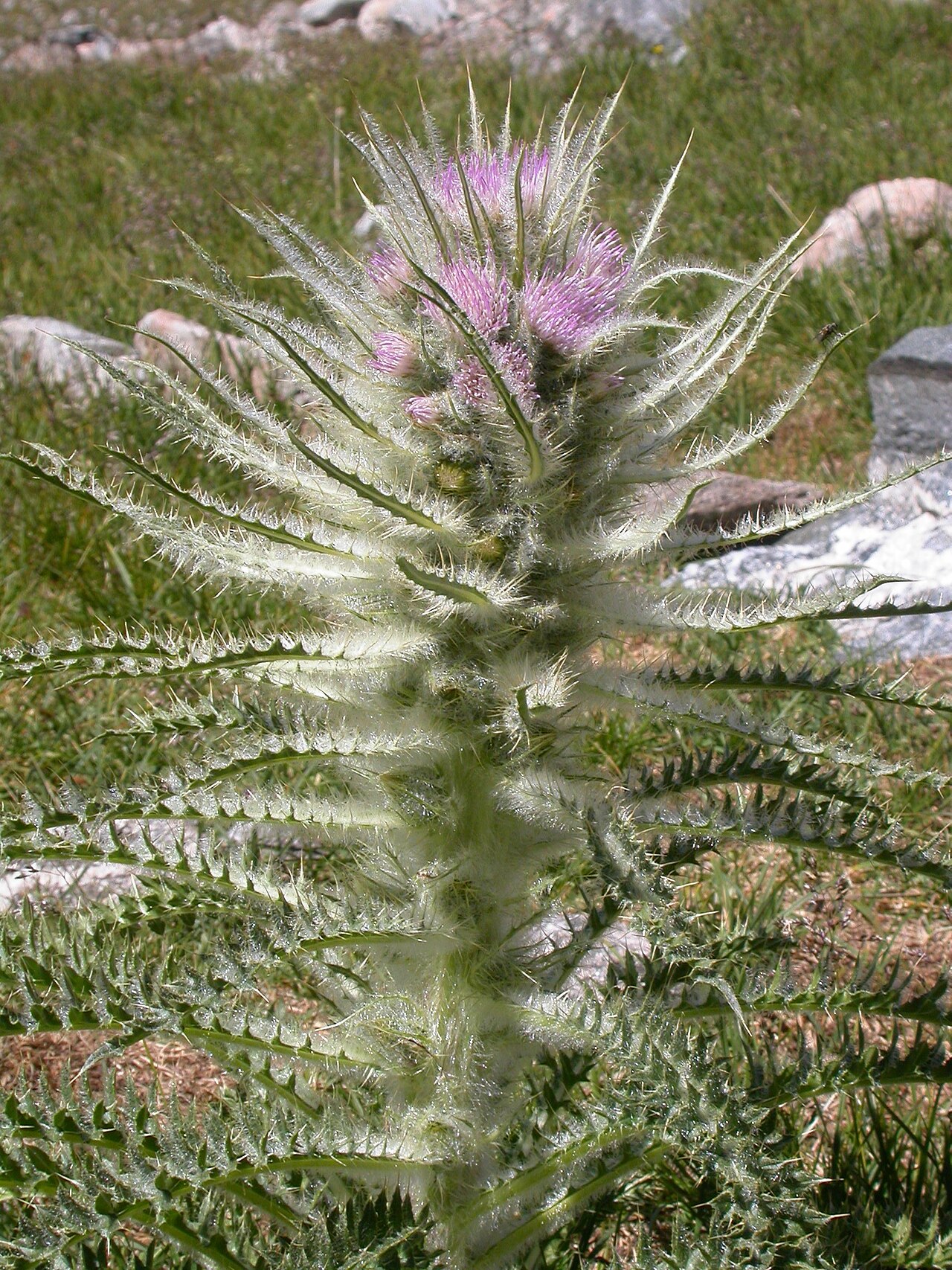Cirsium scariosum