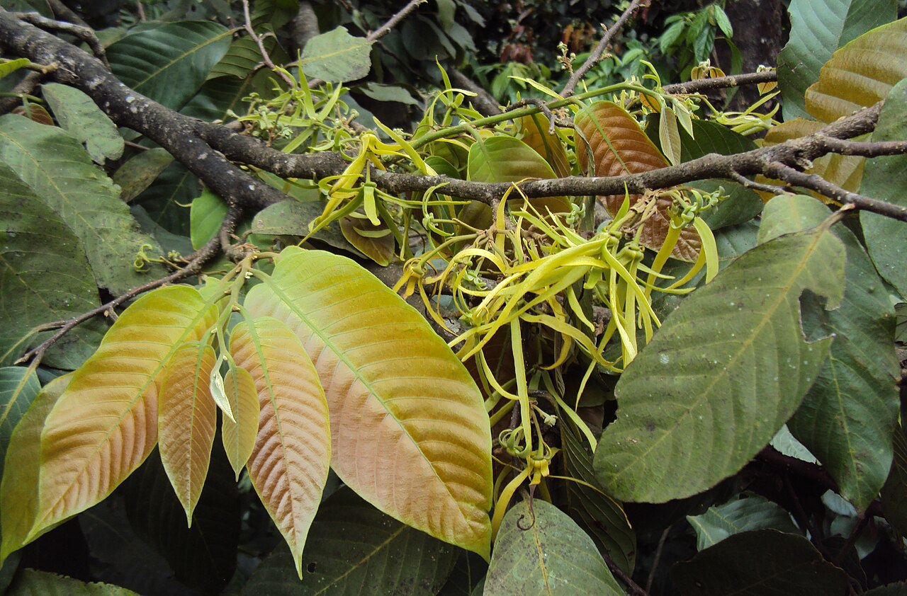 Polyalthia fragrans