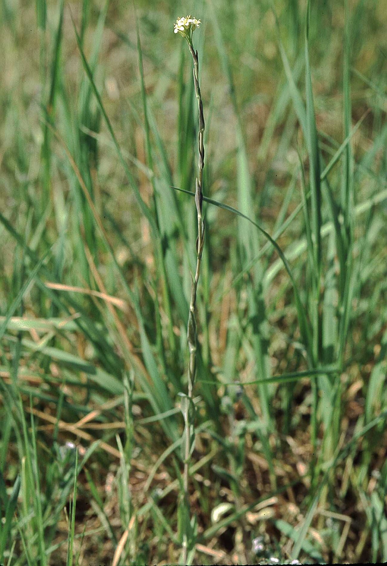 Arabis glabra