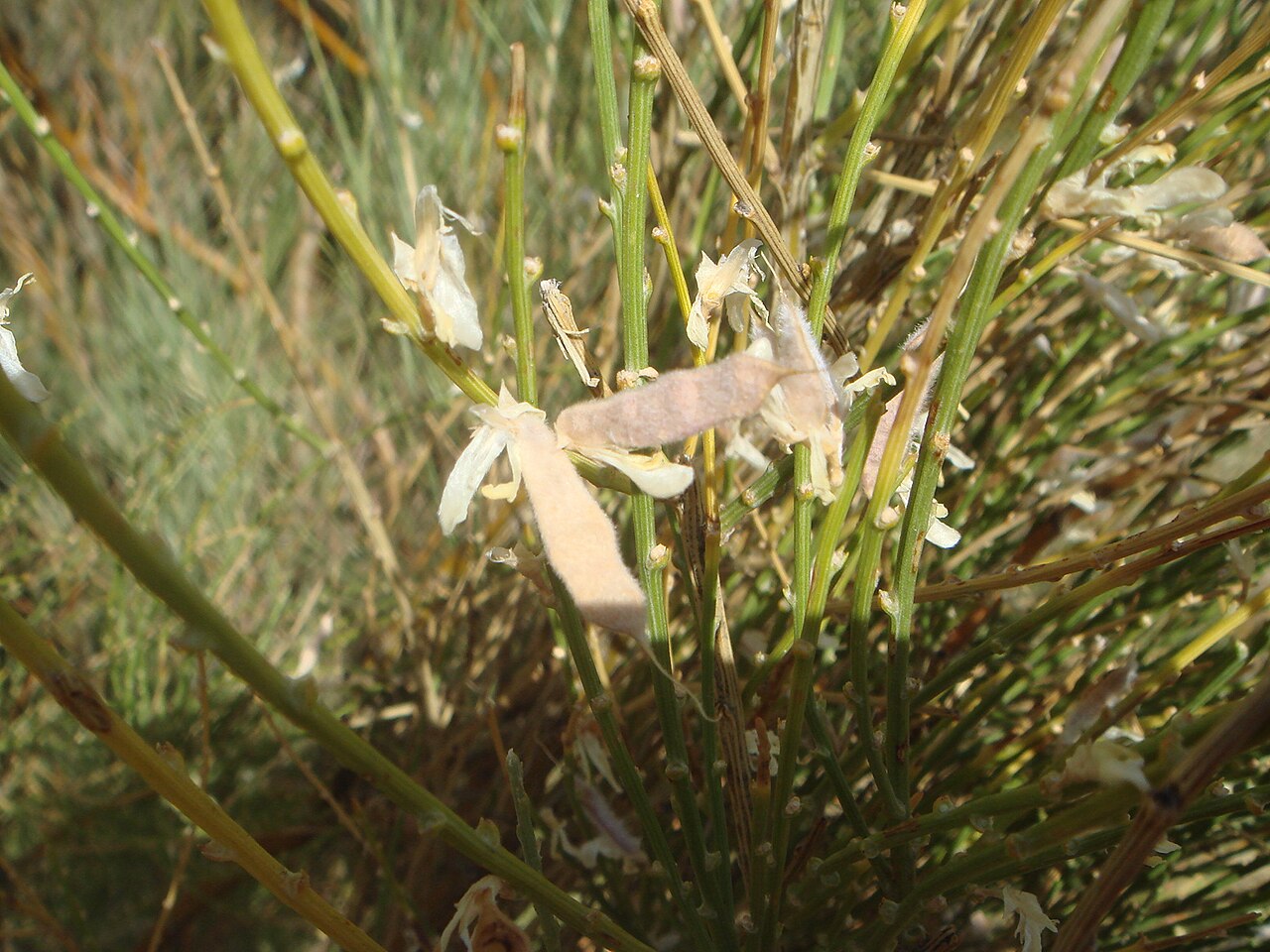 Genista cinerascens