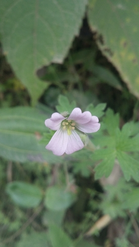 Geranium holm-nielsenii