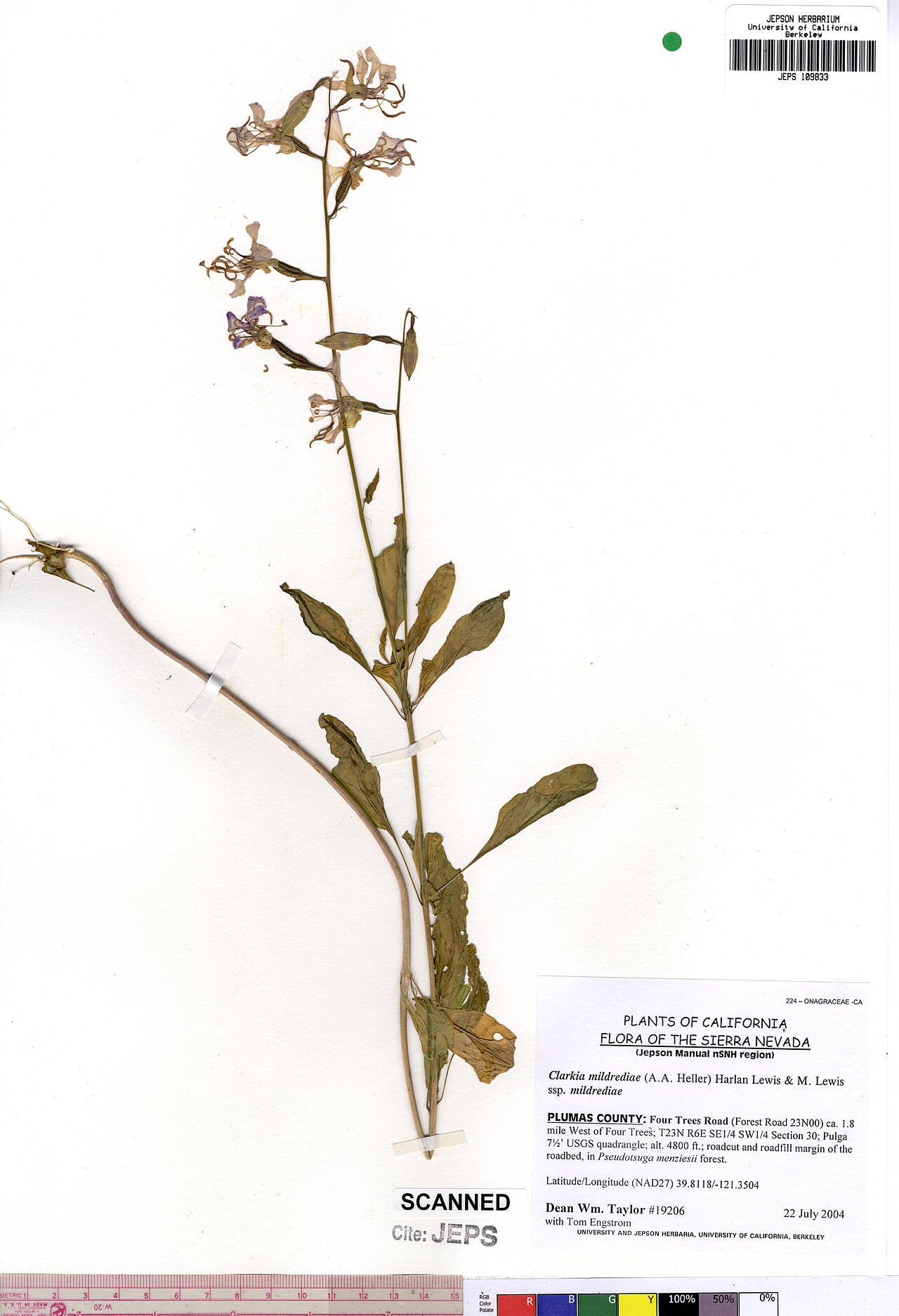 Clarkia mildrediae