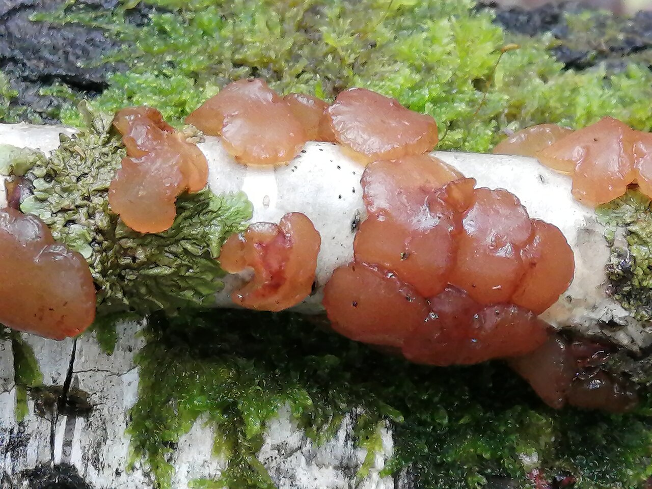 Exidia repanda