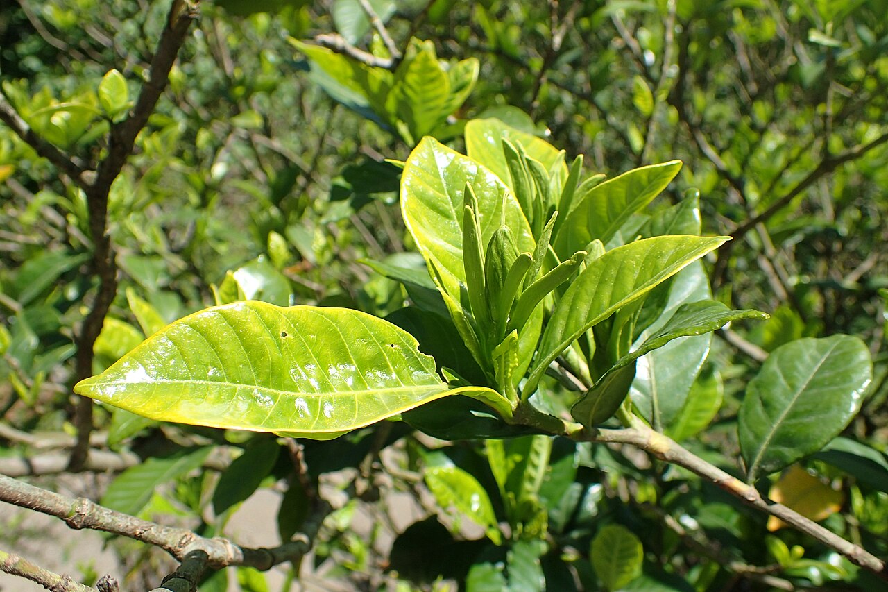Gardenia jasminoides
