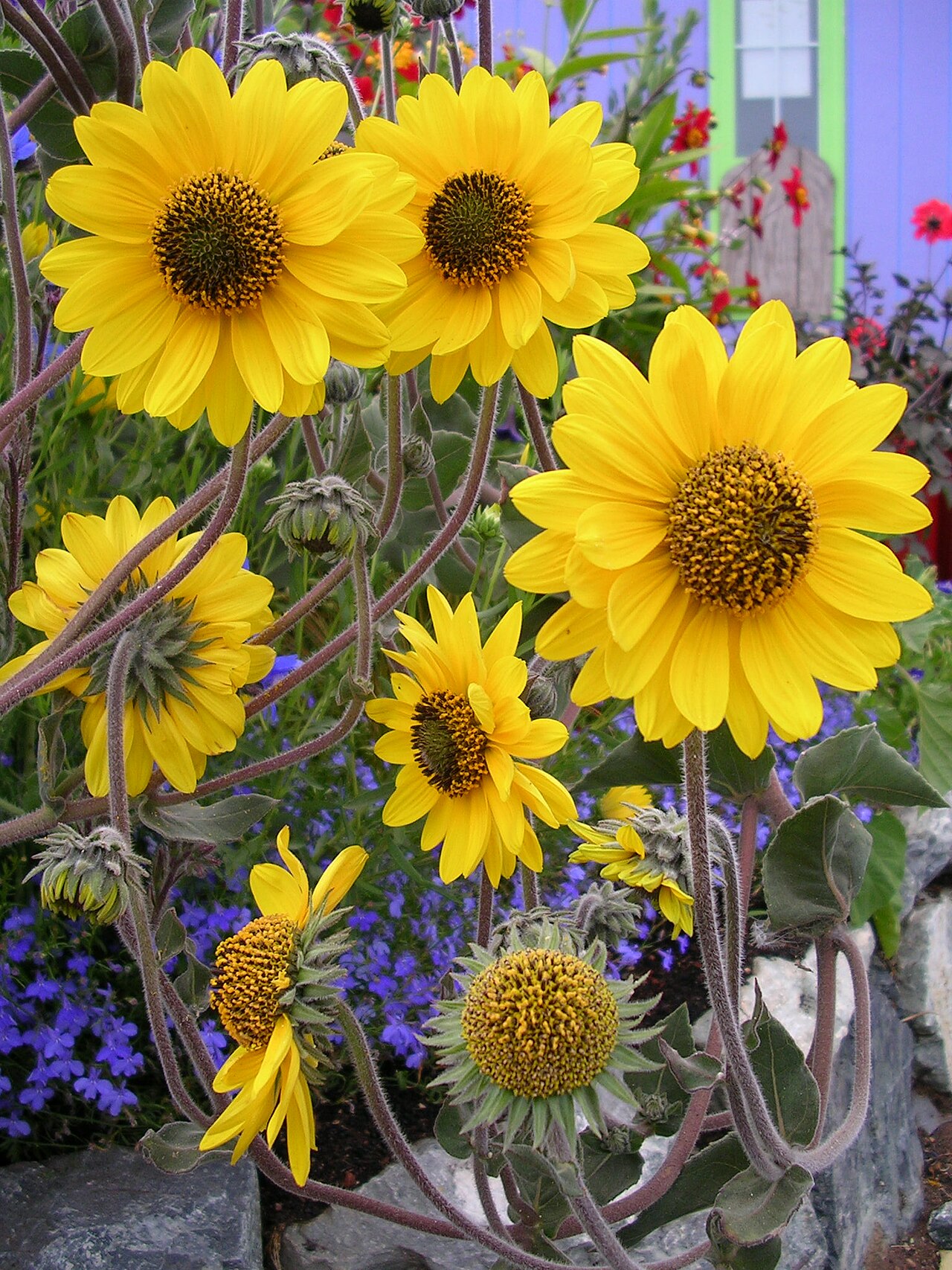 Helianthus mollis