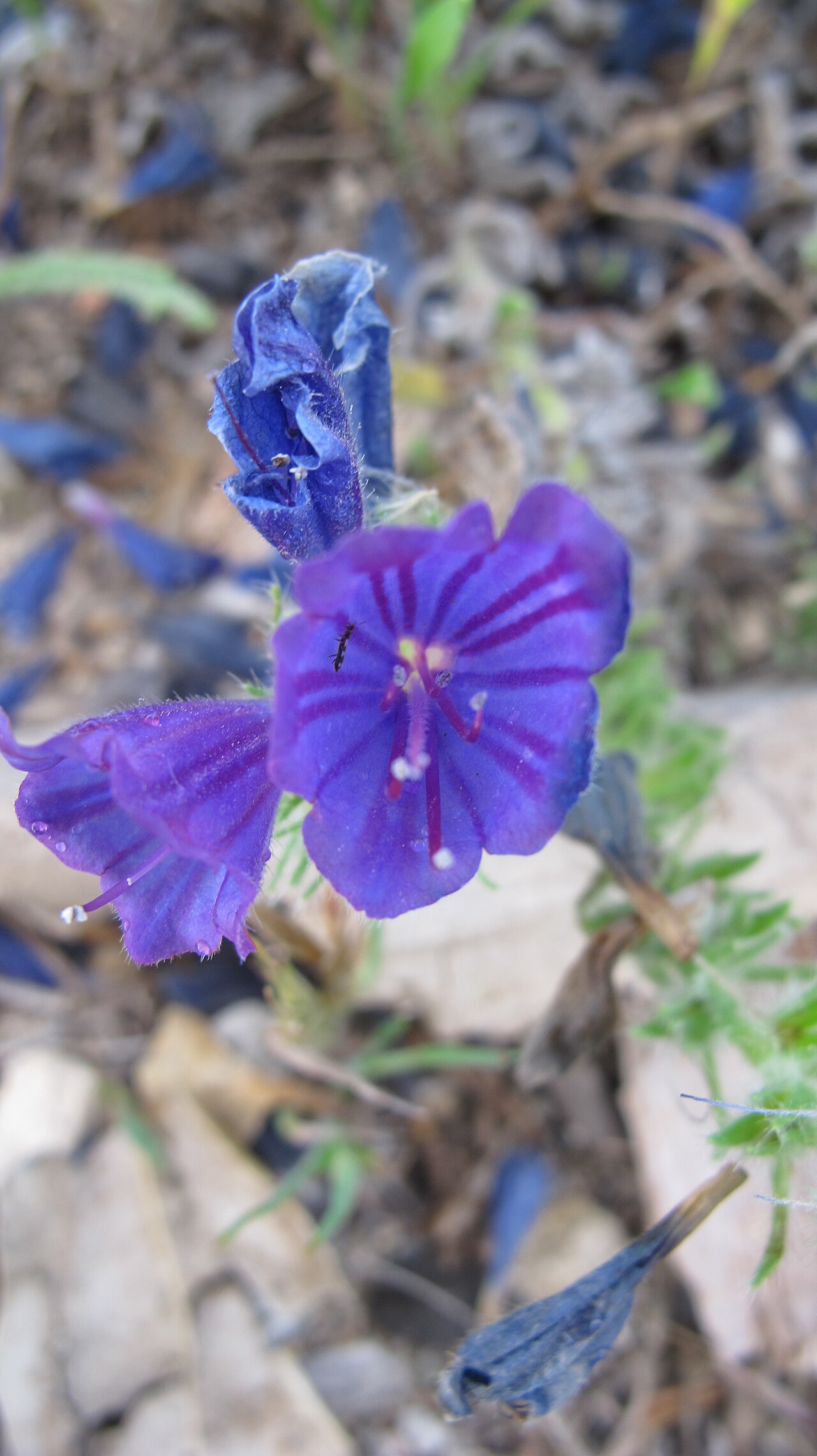 Echium humile