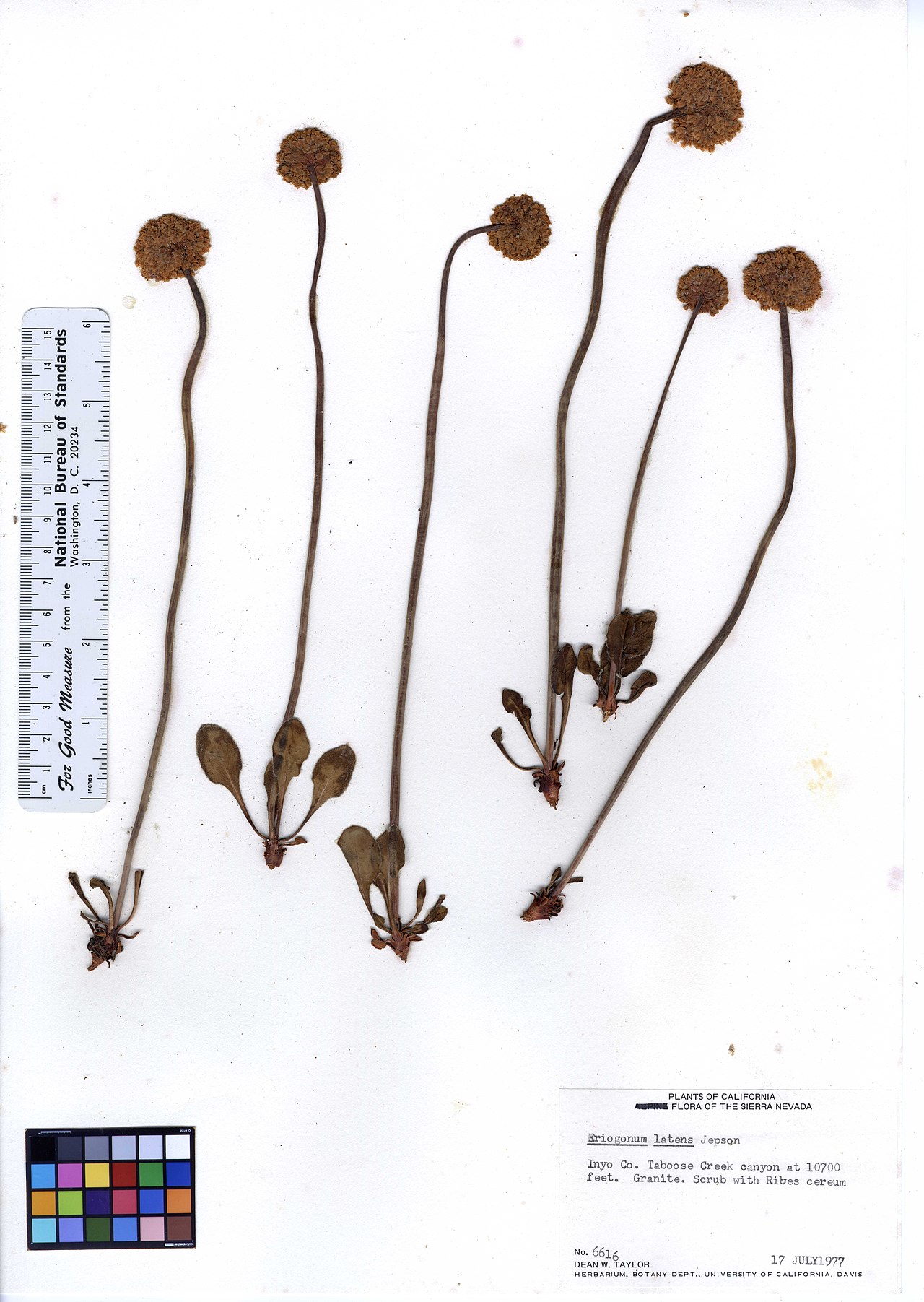 Eriogonum latens