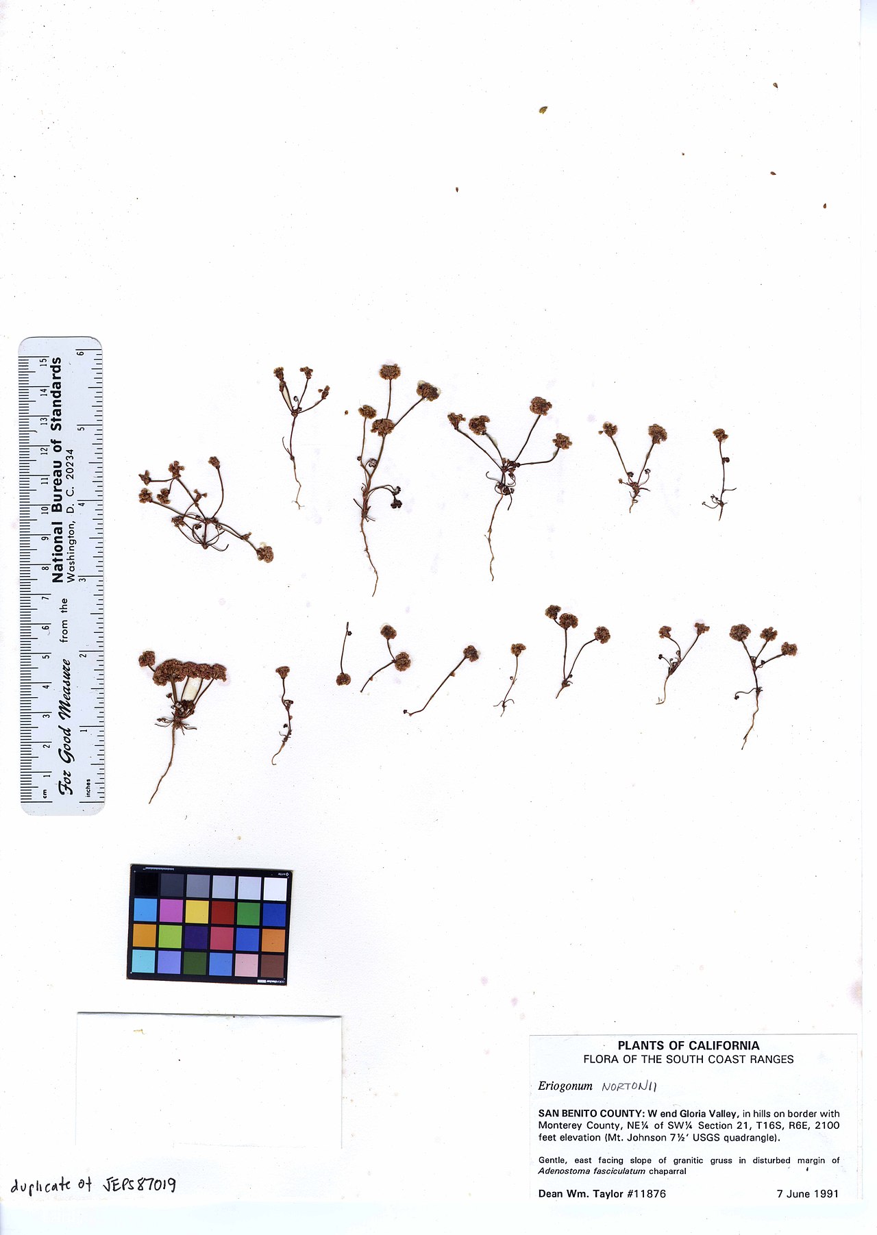 Eriogonum nortonii