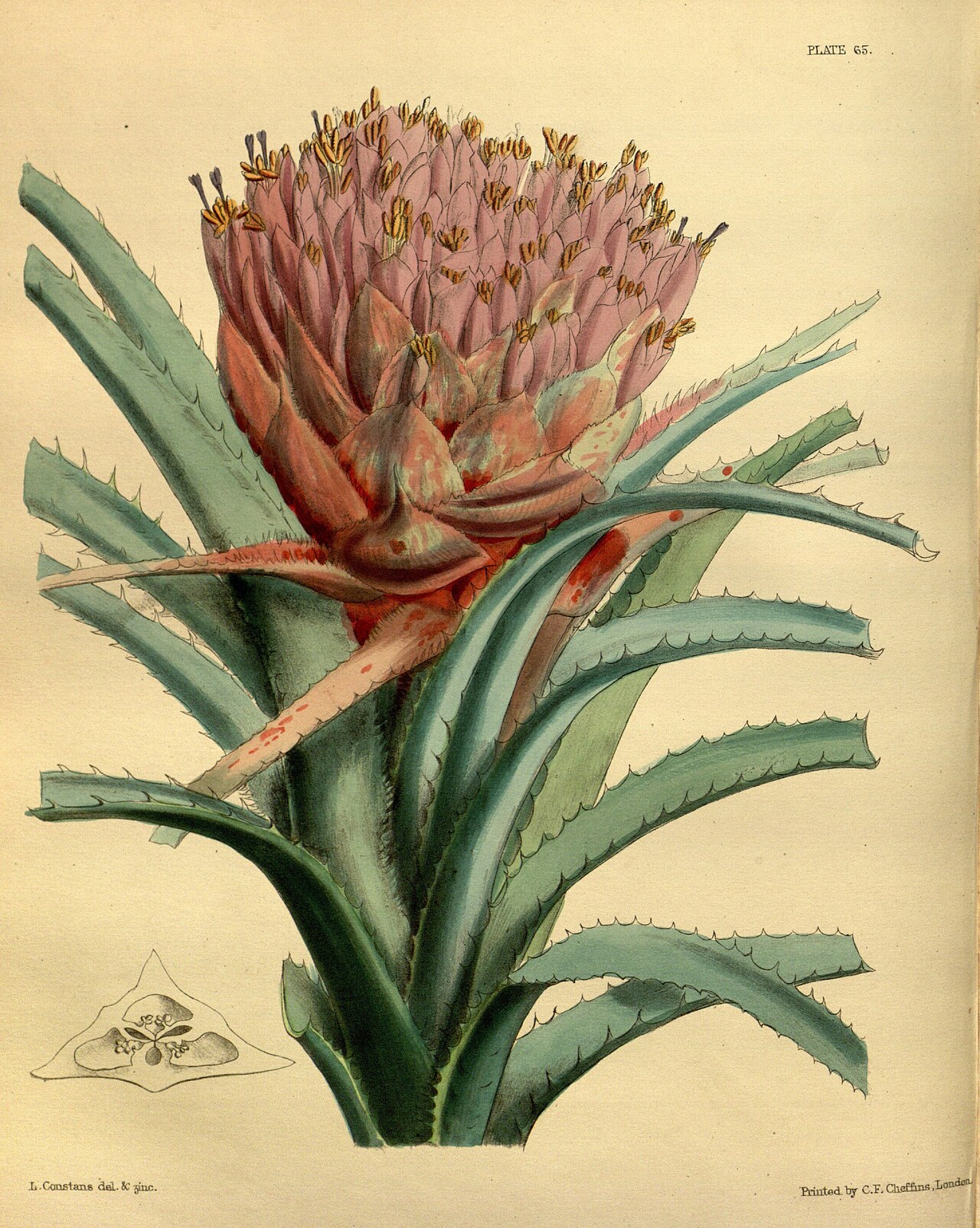 Aechmea longifolia