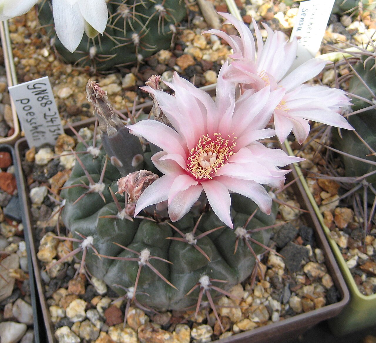 Gymnocalycium berchtii