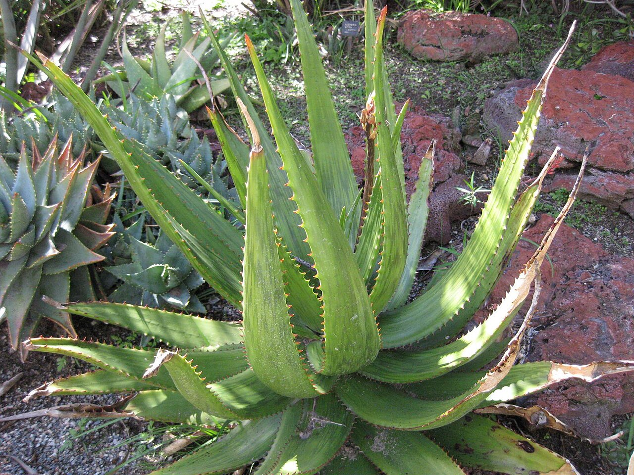 Aloe harlana