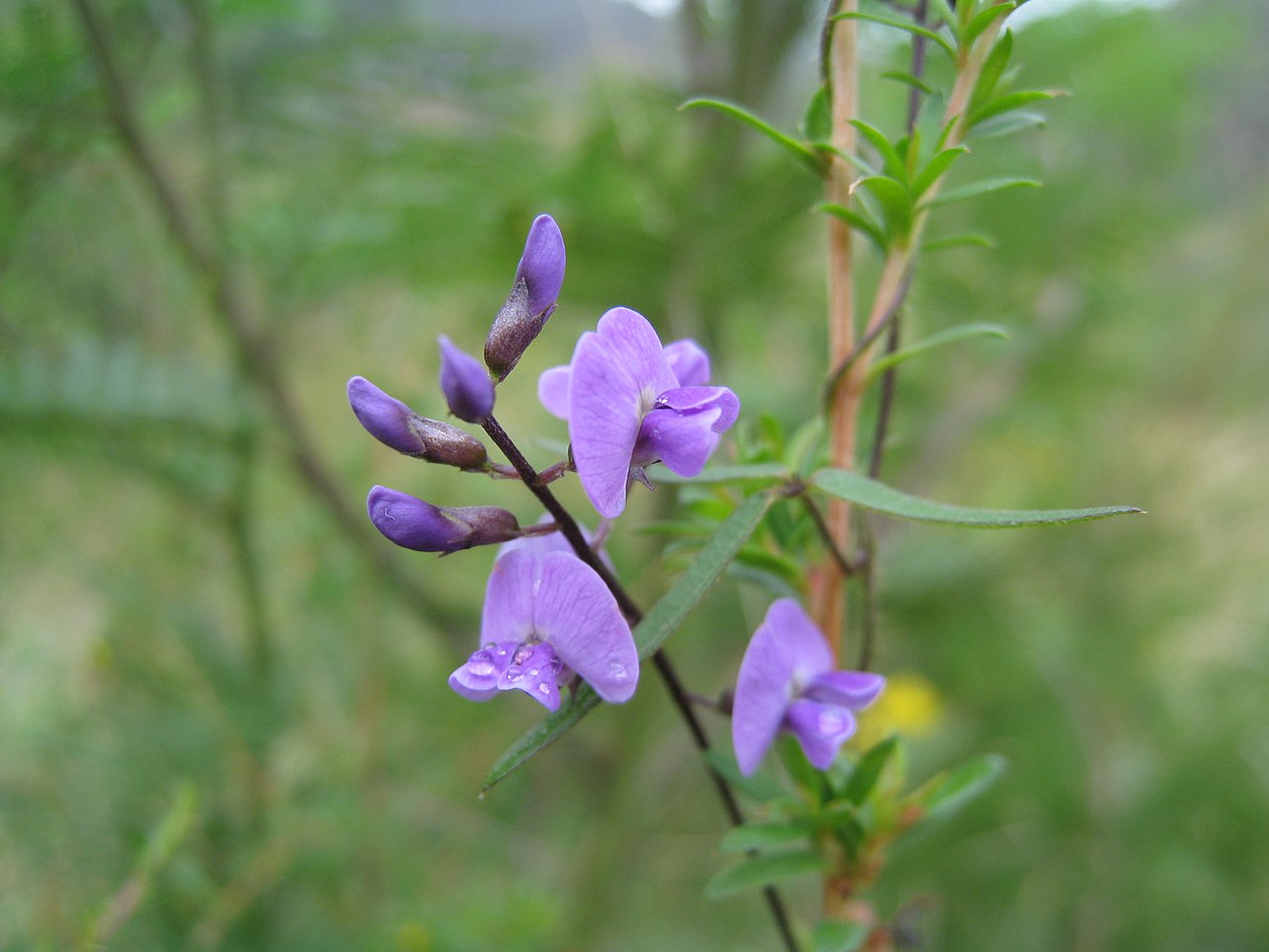 Twining glycine