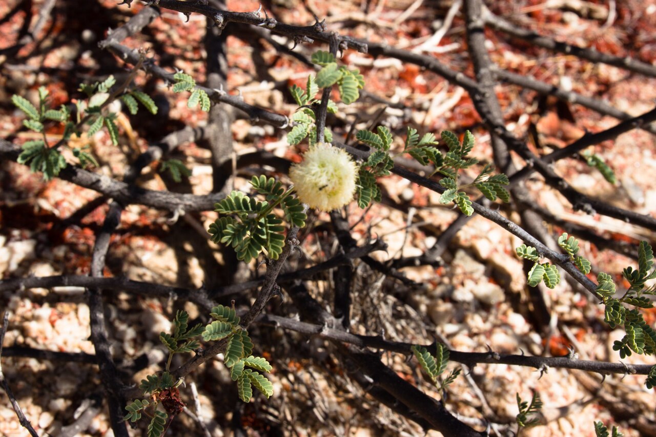 Vachellia reficiens