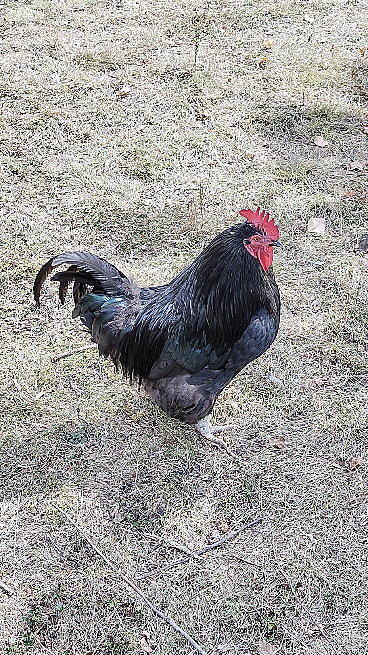 Poule noire du Berry